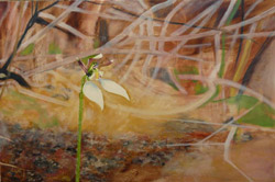 Parsons Band. Painting of a native orchid by local artist Hannelore (Winner of the Port Lincoln Bio Arts Prize 2010)