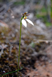 "parsons band" (native orchid)