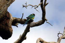 Port Lincoln Parrot