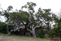 One of the many majestic Manna Gums