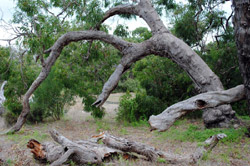 Old Manna Gum