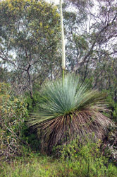 Yakka in bloom