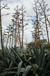 Agaves near the Homestead