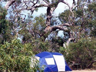 camping with koalas